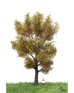 Løvtrær, , MBR52-2306
