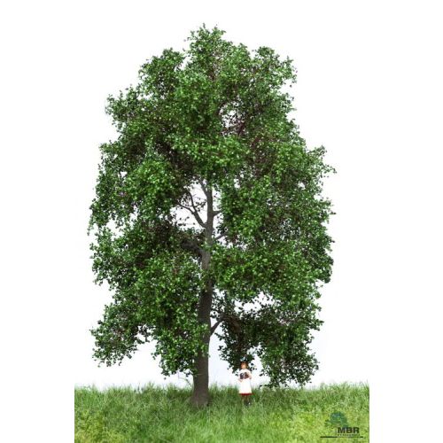 Løvtrær, , MBR51-2302