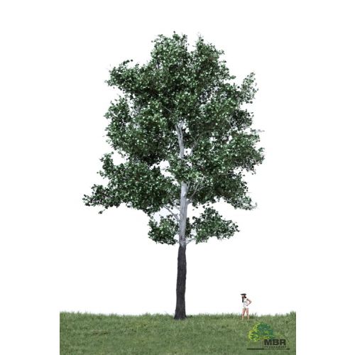 Løvtrær, , MBR51-2405